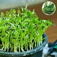ШПИНАТ Микрозелень, семена зерна шпината органические для проращивания 30 г