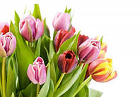 Алмазна вишивка Ніжні тюльпани весняні квіти букет першоквіти викладка мозаїка 5d набори 30х40 см