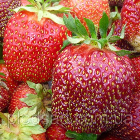 Полуниця Маестро