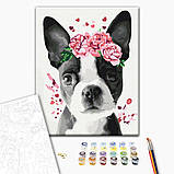 Картина за номерами Тварини Бостон тер'єр у віночку Картини в цифрах розмальовка 40х50см BrushMe BS26782, фото 2