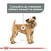 Royal Canin (Роял Канін) Mini Dental Care - корм для собак із підвищеною чутливістю зубів 1 кг, фото 4
