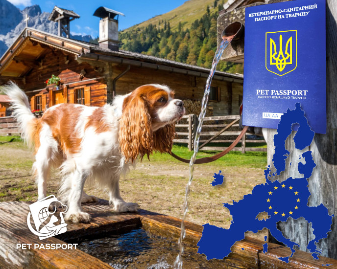 Консультация по перевозке кошек и собак в Австрию. Правила перевозки животных в Австрию Европейский сертификат - фото 3 - id-p1794780941