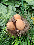 Гніздечко декоративне з яйцями для великодніх поробок, д - 7 см, фото 4