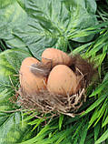 Гніздечко декоративне з яйцями для великодніх поробок, д - 7 см, фото 3