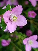 Боронія Crenulata. Boronia crenulata.