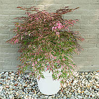 Клен японський "Exstravaganza". Acer palmatum "Exstravaganza".