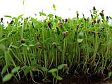 Селера листова насіння мікрогрін мікрозелень Sadove 10 г, фото 2