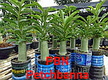 Аденіум PBN (тайсокотранум, насіння, 1шт), фото 2