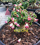 Аденіум баранчики KHZ (насіння, 1 шт.), фото 2