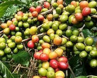 Насіння кави, кавове дерево, кава арабіка, Coffea arabica 'Costa Rica 95' 3 шт