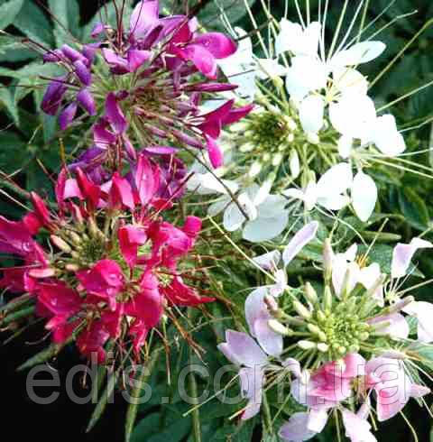 Клеома колюча суміш 0,2 г, насіння Яскрава