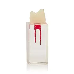 Ендоблок тренувальний (премоляр, два канали) HST-N5/2