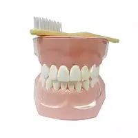 Модель демонстрационная челюсти ухода за зубами
