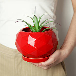 Горщики для квітів