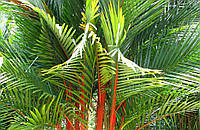 Насіння пальми губної помади, сургучної пальми, пальма губна помада, Cyrtostachys renda 3 шт