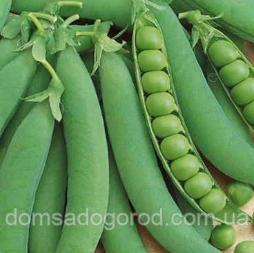 Горох Semo Dragon (Оскар) 25 кг