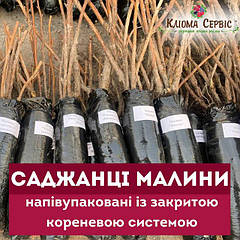 Саджанці малини (напівупаковані)