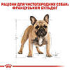 Royal Canin (Роял Канін) French Bulldog Сухий корм для французьких бульдогів 1.5 кг, фото 6