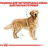 Royal Canin (Роял Канін) Golden Retriever Adult - корм для голден ретріверів 3 кг, фото 6