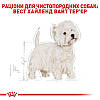 Royal Canin (Роял Канін) West Highland White Terrier 21 - Сухий корм для вест-хайленд-уайт-тер'єрів 500гр, фото 6