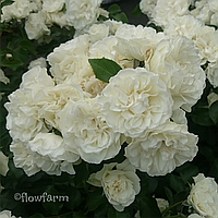 Роза почвопокровная Вайт Мейдиланд (White Meidiland)