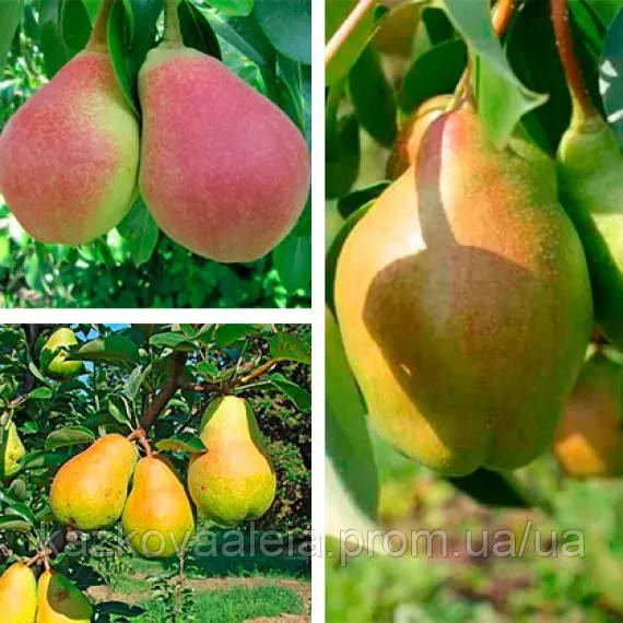 Груша Дерево-сад (Киргизская Зимняя + Любимица Клаппа + Вильямс Летний ...