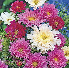 Космея Сенсація махрова суміш Hem Zaden/Нідерланди 0,2 г