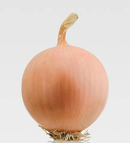 Озима цибуля саджанка Песо 1 кг (продовгувата) ТОР Голландія 8-21 мм