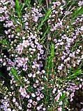 Триптомена saxicola.
Thryptomene saxicola., фото 6