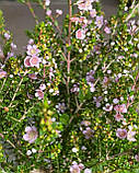 Триптомена saxicola.
Thryptomene saxicola., фото 5