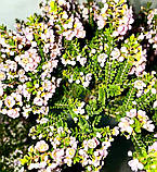 Триптомена saxicola.
Thryptomene saxicola., фото 7