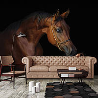 Флизелиновые 3D фото обои домашние животные 254 x 184 см Коричневая лошадь на темном фоне (13602V4)+клей