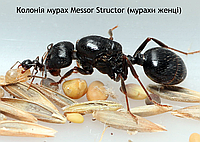 Колония муравьев Messor Structor, жнецы, королева с личинками  + муравьи