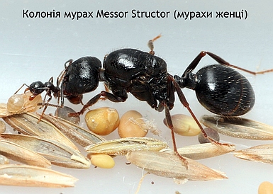 Колонія мурах Messor Structor, женці, королева з личинками + мурахи