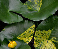 КУБЫШКА МЕЛКАЯ ПЕСТРОЛИСТНАЯ - растение для мини пруда, водной клумбы, прудика в вазоне