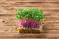 Кольраби, семена органического кольраби для проращивания 20 грамм