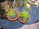 ІЗОЛЕПІС, ОЧЕРЕТ КІМНАТНИЙ- рослина для міні ставка, водної клумби, ставочка у вазоні, фото 4