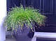 ІЗОЛЕПІС, ОЧЕРЕТ КІМНАТНИЙ- рослина для міні ставка, водної клумби, ставочка у вазоні, фото 7