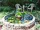 ІЗОЛЕПІС, ОЧЕРЕТ КІМНАТНИЙ- рослина для міні ставка, водної клумби, ставочка у вазоні, фото 6