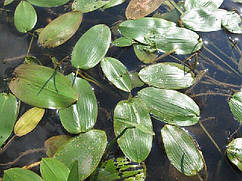 РДЕСТ ПЛАВАЮЧИЙ - рослина для міні ставка, водної клумби, ставочка у вазоні