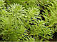 УРУТЬ ХВІСТНИКОВА, ПЕРИСТОЛИСТНИК - рослина для міні ставка, водної клумби, ставочка у вазоні, фото 7