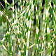 ОЧЕРЕТ ОЗЕРНИЙ СМУГАСТИЙ ЗЕБРИНА - рослина для міні ставка, водної клумби, ставочка у вазоні, фото 2