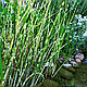 ОЧЕРЕТ ОЗЕРНИЙ СМУГАСТИЙ ЗЕБРИНА - рослина для міні ставка, водної клумби, ставочка у вазоні, фото 5
