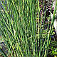 ОЧЕРЕТ ОЗЕРНИЙ СМУГАСТИЙ ЗЕБРИНА - рослина для міні ставка, водної клумби, ставочка у вазоні, фото 7