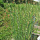 ОЧЕРЕТ ОЗЕРНИЙ СМУГАСТИЙ ЗЕБРИНА - рослина для міні ставка, водної клумби, ставочка у вазоні, фото 9