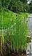 РОГІЗ МІНІАТЮРНИЙ MINIMA  - рослина для міні ставка, водної клумби, ставочка у вазоні, фото 8