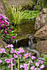 РОГІЗ МІНІАТЮРНИЙ MINIMA  - рослина для міні ставка, водної клумби, ставочка у вазоні, фото 10