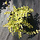 ВЕРБІЙНИК МОНЕТЧАСТИЙ ЗОЛОТИСТИЙ AUREUM - рослина для міні ставка, водної клумби, ставочка у вазоні, фото 5
