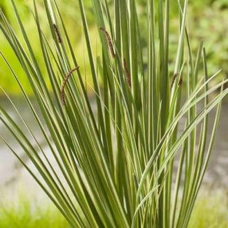 АЇР ЗЛАКОВИДНИЙ ВАРІЄГАТНИЙ "ОGON" - рослина для міні ставка, водної клумби, ставочка у вазоні