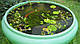 ЛАТАТТЯ, НІМФЕЯ "ЧЕРВОНА МІНІ" - рослина для міні ставка, водної клумби, ставочка у вазоні, фото 3